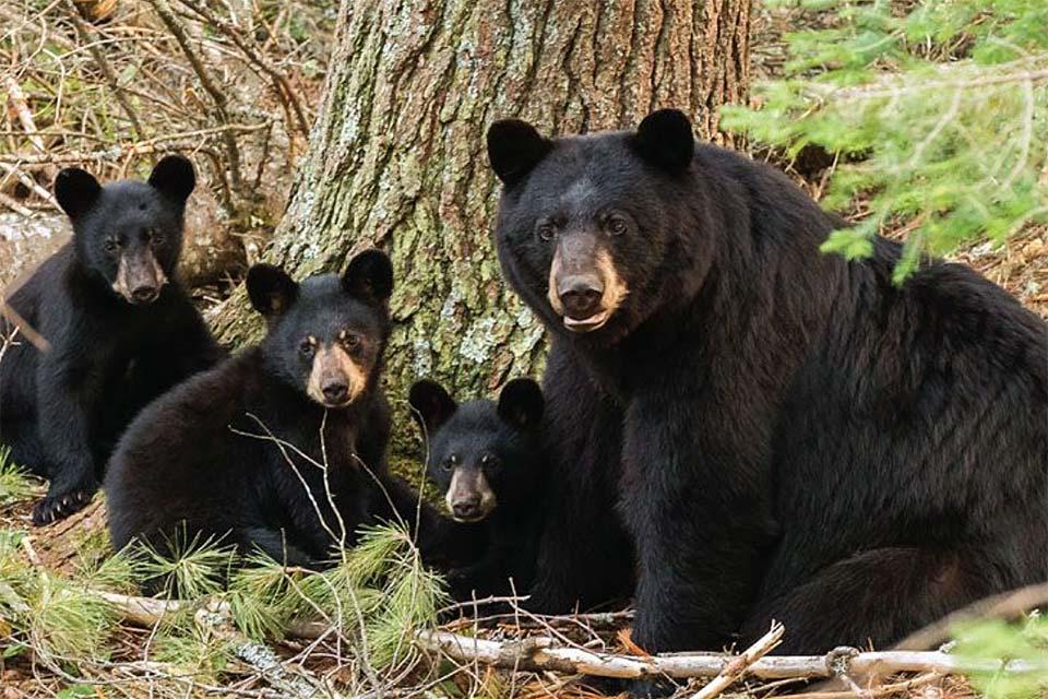 smoky mountain stuffed bear